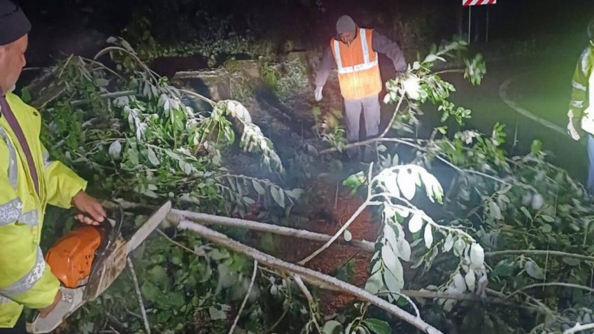 Tanarul al carui autoturism a fost lovit de un copac externat din spital