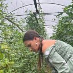 Vestibune pentru legumicultori solariile nu mai necesita autorizatii