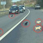 cruzime extrema la mediash 10 catelusi salvati