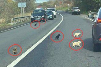 cruzime extrema la mediash 10 catelusi salvati