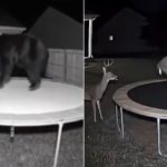 Atentie Videoclipurile AI sunt greu de detectat