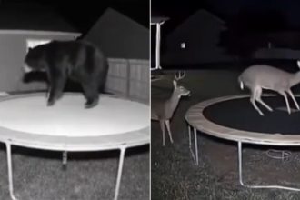 Atentie Videoclipurile AI sunt greu de detectat