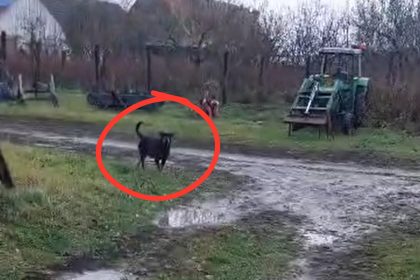 Cosmar la Porumbacu de Jos Rottweilerii au intrat din nou in curte