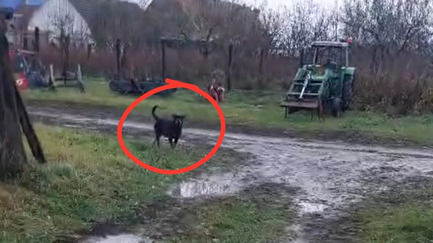 Cosmar la Porumbacu de Jos Rottweilerii au intrat din nou in curte
