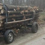 Doi localnici din Dumbraveni prinsi cu lemn furat