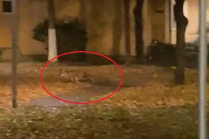 Doua vulpi vin seara de seara in cartier