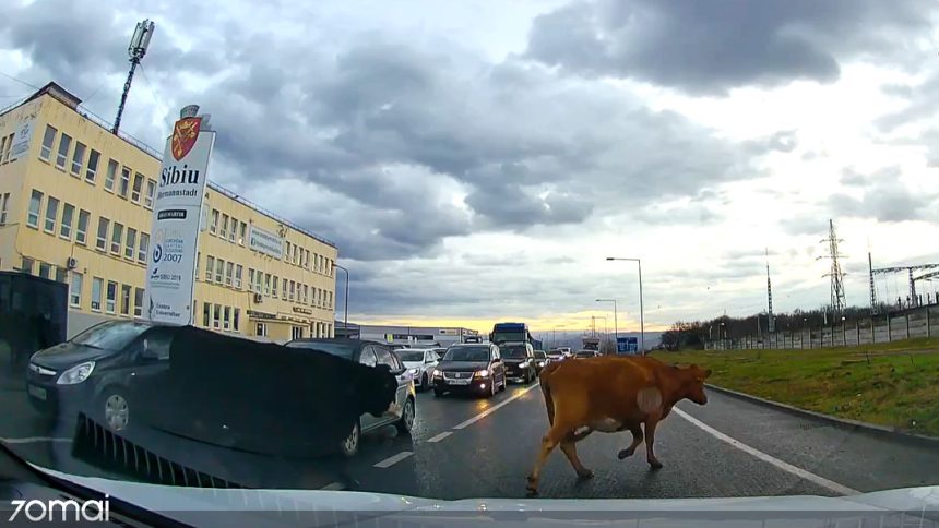 Imagini neobinuite la Sibiu O cireada de vaci a invadat strada