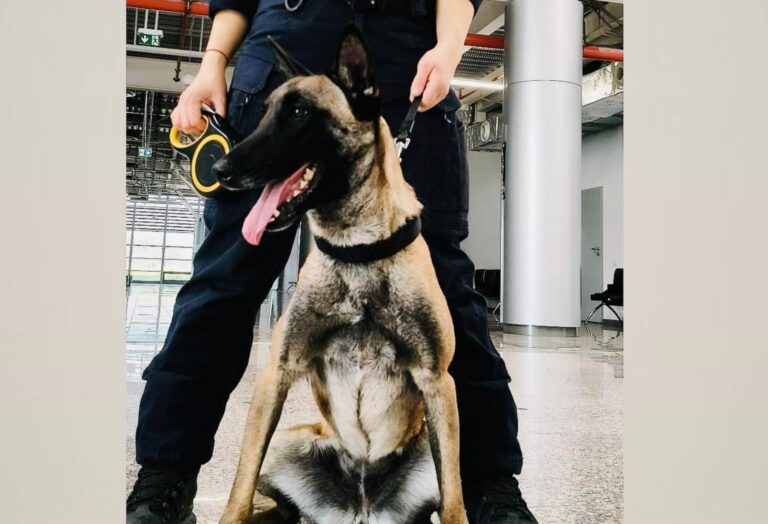 Kira vedeta Centrului Chinologic din Sibiu detecteaza droguri