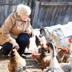 Lista strazilor din Sibiu pentru gaini si iepuri