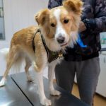 Mediesenii au reactionat exemplar sterilizarele gratuite s au epuizat rapid