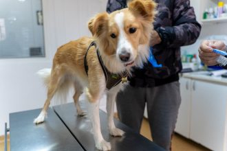 Mediesenii au reactionat exemplar sterilizarele gratuite s au epuizat rapid