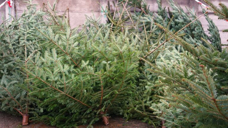 Peste 16000 de brazi romanesti la pret bun