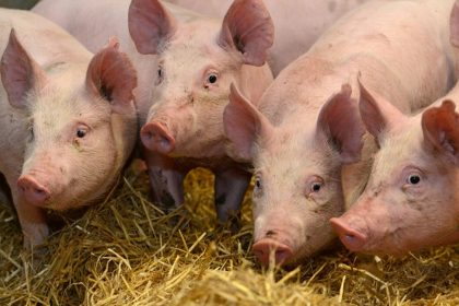 Sarbatori in siguranta DSV Sibiu lucreaza si de 1 Decembrie