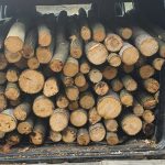 Transport ilegal de lemne in Arpasu de Sus