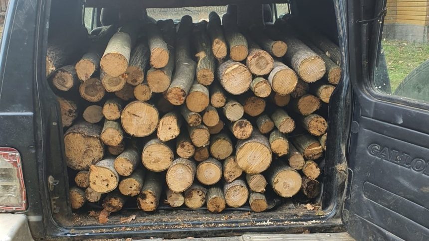 Transport ilegal de lemne in Arpasu de Sus