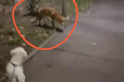 Vulpile sau intors in cartierul Terezian