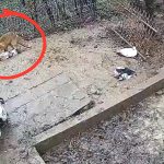 vulpile ataca in sibiu 5 rate ucise aparitii frecvente