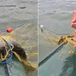 AJVPS Sibiu solicita ajutor prinde hotii de peste