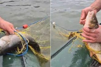 AJVPS Sibiu solicita ajutor prinde hotii de peste