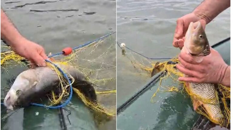 AJVPS Sibiu solicita ajutor prinde hotii de peste