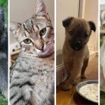 Adoptile scad de sarbatori in Sibiu motivele renuntarii oamenilor