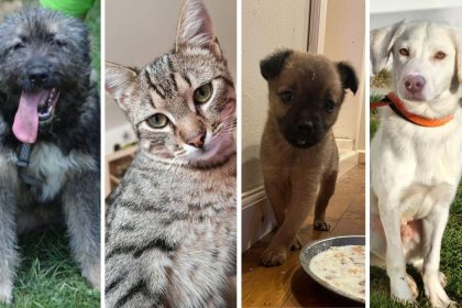 Adoptile scad de sarbatori in Sibiu motivele renuntarii oamenilor