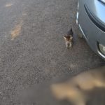 Alarm in Cartierul Arhitecilor Pisici ucise suspect