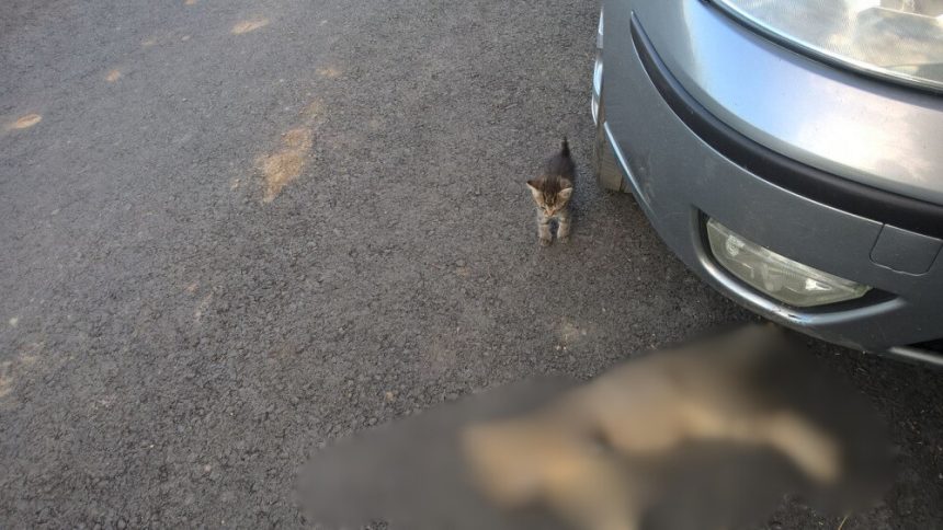 Alarm in Cartierul Arhitecilor Pisici ucise suspect