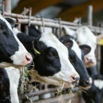 Alerta sanitala focar de Boala Limbii Albastre