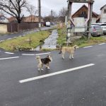 Caini terorizeaza Carcitisora Primaria cauta solutii