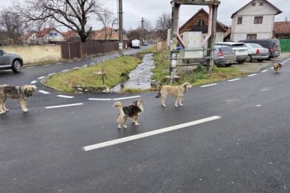 Caini terorizeaza Carcitisora Primaria cauta solutii