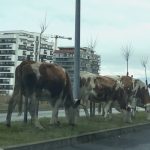 Craciun cu vaci pe bulevard la Selimbar trafic blocat