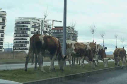 Craciun cu vaci pe bulevard la Selimbar trafic blocat