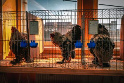 Expoziie unica in Sibiu 1.000 de animale de rasa