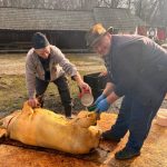 Ignatul la oras surprize pentru vizitatori in Muzeul ASTRA