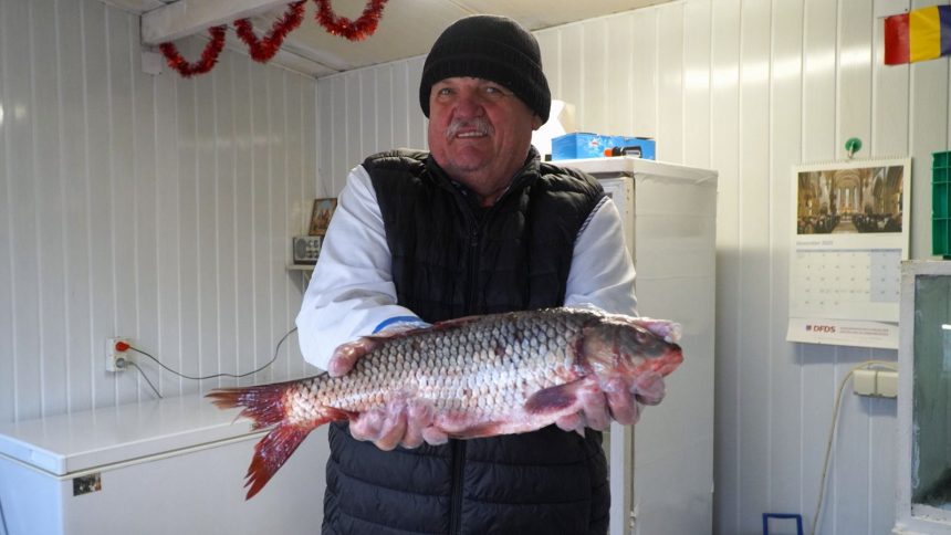 Salau pastrav si stiuca cautate inainte de Revelion