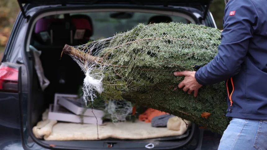Tanar prins cu brazi furati in Porumbacu de Jos