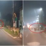 Ursoiaca cu 3 pui pe strazile Avrigului