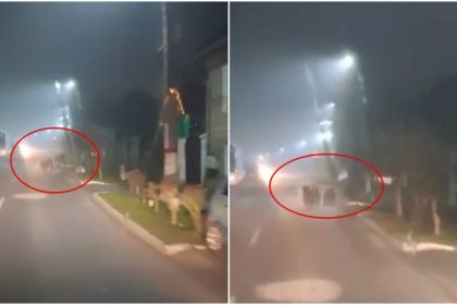 Ursoiaca cu 3 pui pe strazile Avrigului