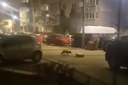 Vulpea filmata printre blocuri in Sibiu Nu e prima data