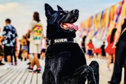 A murit Suier caine politist pensionat de un an