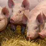 Alerta in Sibiu focare de pesta porcina si boala limbii albastre