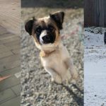 Animale speriate de artificii pierdute in Sibiu