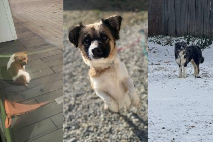 Animale speriate de artificii pierdute in Sibiu