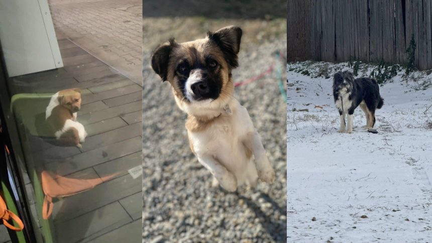 Animale speriate de artificii pierdute in Sibiu