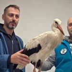 Au mers sute de kilometri la Sibiu pentru un pui de barza