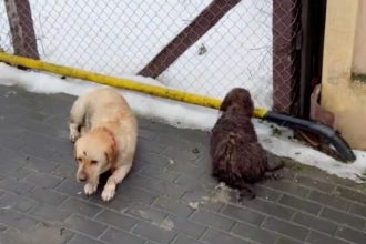 Caini loviti de o masina la Cristian Martor Proprietara a refuzat sa se duca la veterinar video