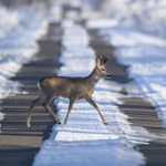 Caprioare observate la marginea Sibiului Traversand fara grija Calea Dumbravii A sarit in fata masinii