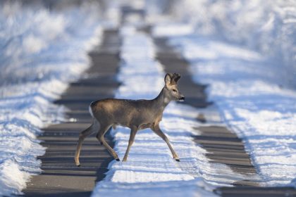 Caprioare observate la marginea Sibiului Traversand fara grija Calea Dumbravii A sarit in fata masinii