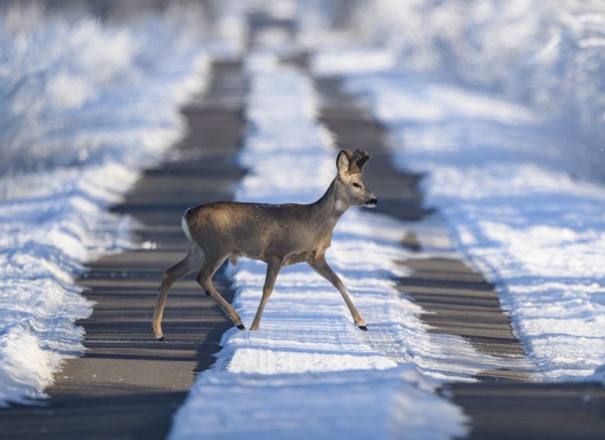 Caprioare observate la marginea Sibiului Traversand fara grija Calea Dumbravii A sarit in fata masinii
